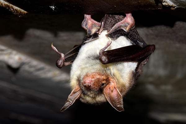 Großes Mausohr (Myotis myotis)